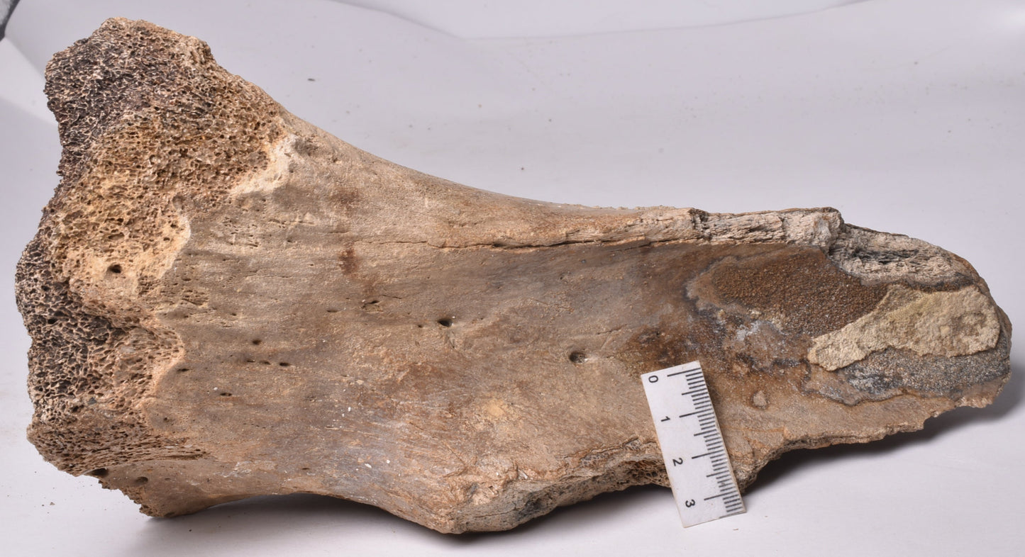 GENUINE MAMMOTH BONE PLEISTOCENE, ICE AGE F1525