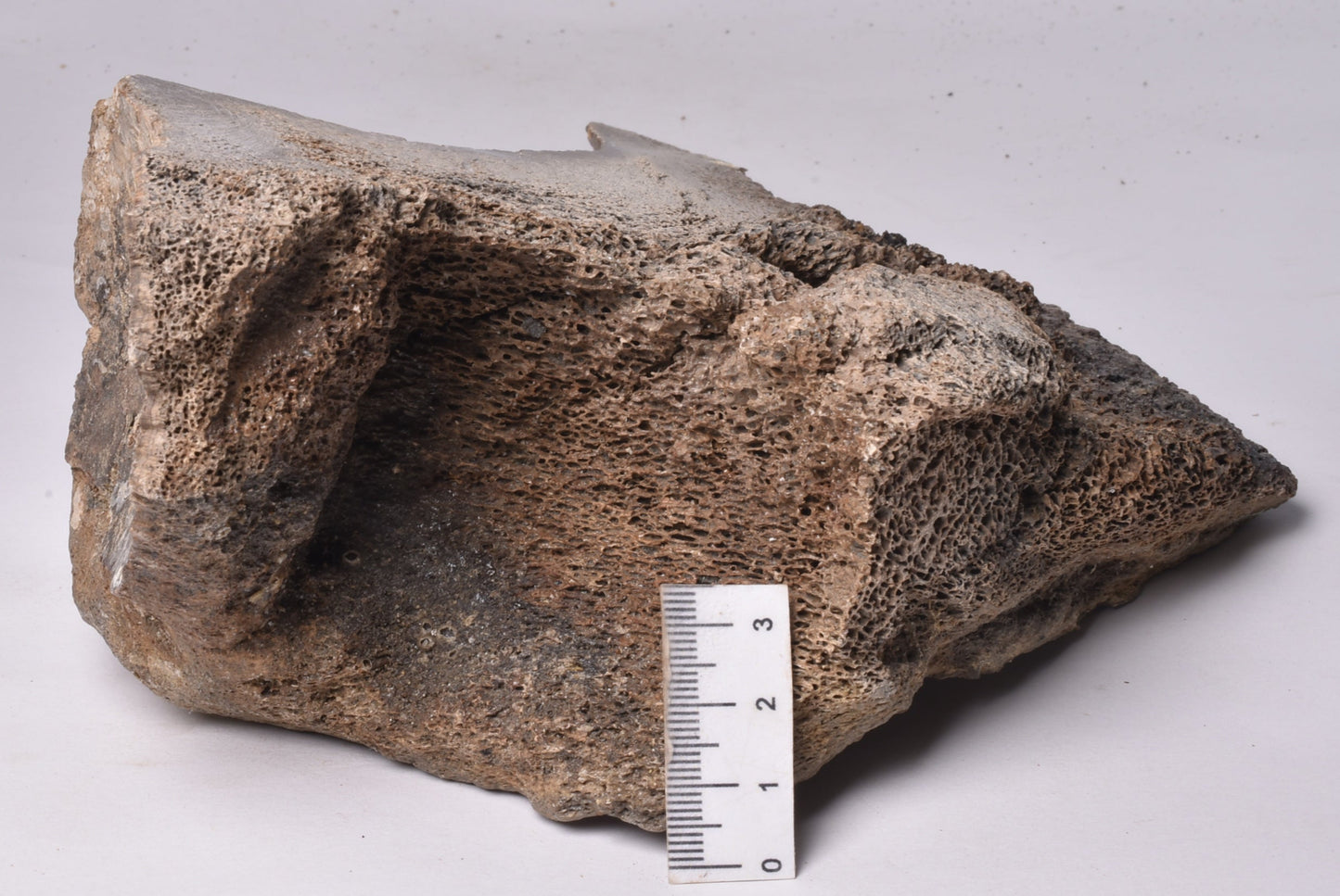 GENUINE MAMMOTH BONE PLEISTOCENE, ICE AGE F1528