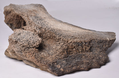 GENUINE MAMMOTH BONE PLEISTOCENE, ICE AGE F1528