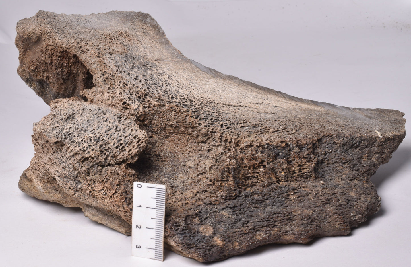 GENUINE MAMMOTH BONE PLEISTOCENE, ICE AGE F1528