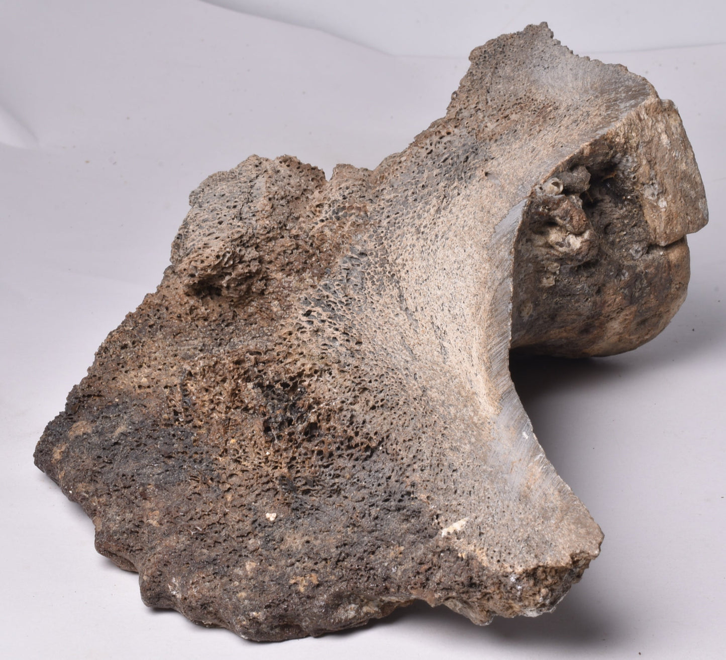 GENUINE MAMMOTH BONE PLEISTOCENE, ICE AGE F1528