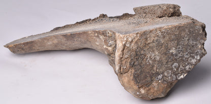 GENUINE MAMMOTH BONE PLEISTOCENE, ICE AGE F1528