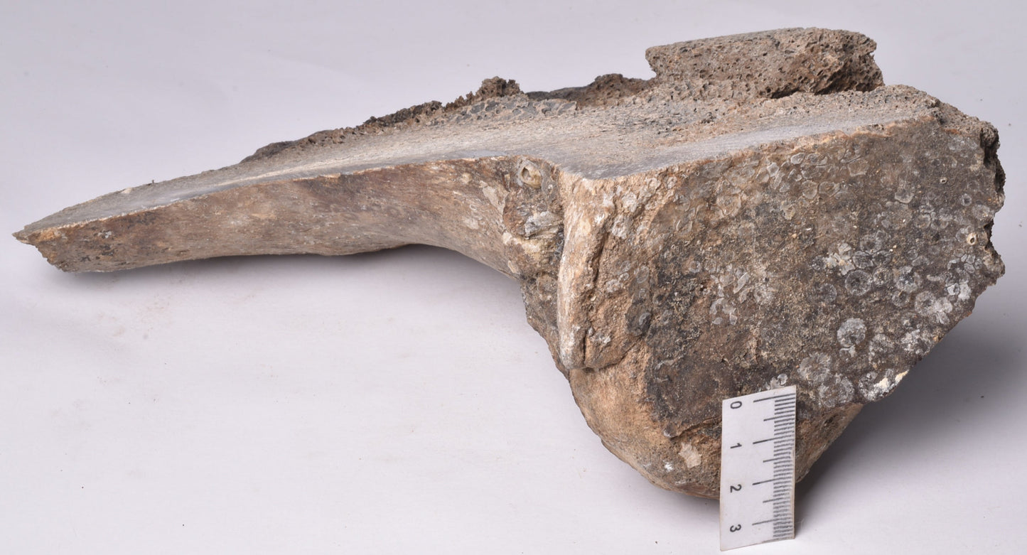 GENUINE MAMMOTH BONE PLEISTOCENE, ICE AGE F1528