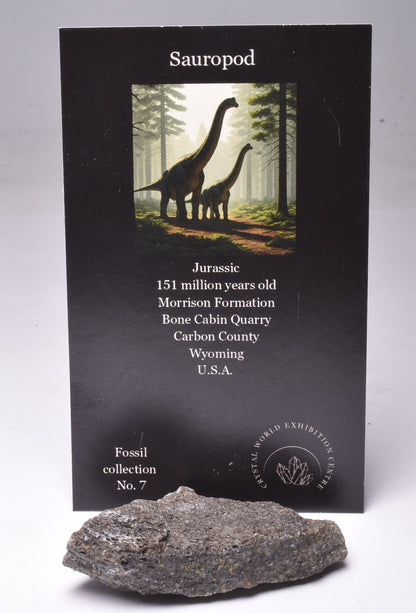 SAUROPOD DINOSAUR BONE FOSSIL F523