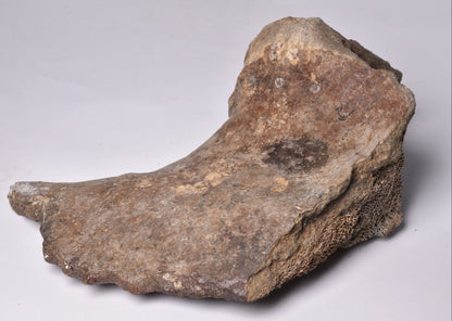 GENUINE MAMMOTH BONE PLEISTOCENE, ICE AGE F1528