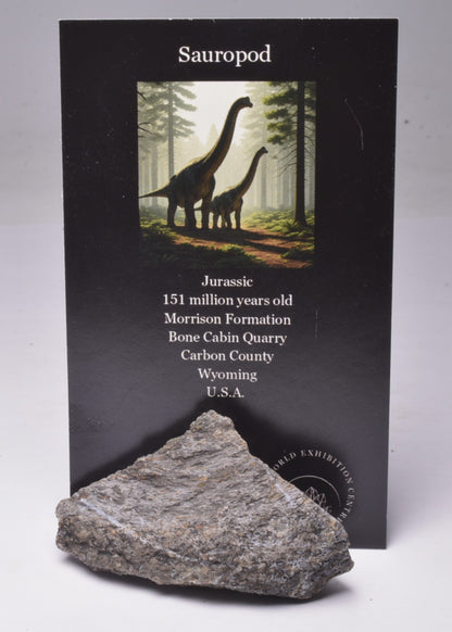 SAUROPOD DINOSAUR BONE FOSSIL F523