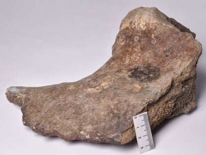 GENUINE MAMMOTH BONE PLEISTOCENE, ICE AGE F1528