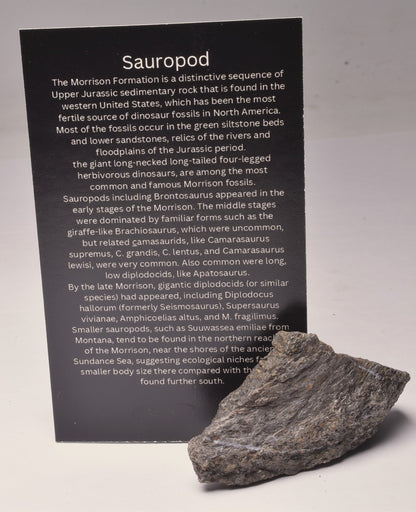 SAUROPOD DINOSAUR BONE FOSSIL F523