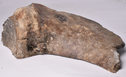 GENUINE MAMMOTH BONE PLEISTOCENE, ICE AGE F1528