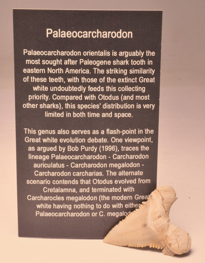 PALAEOCARCHARODON FOSSIL SHARK T00TH F524