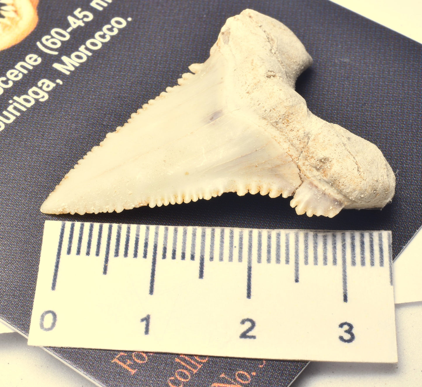 PALAEOCARCHARODON FOSSIL SHARK T00TH F524