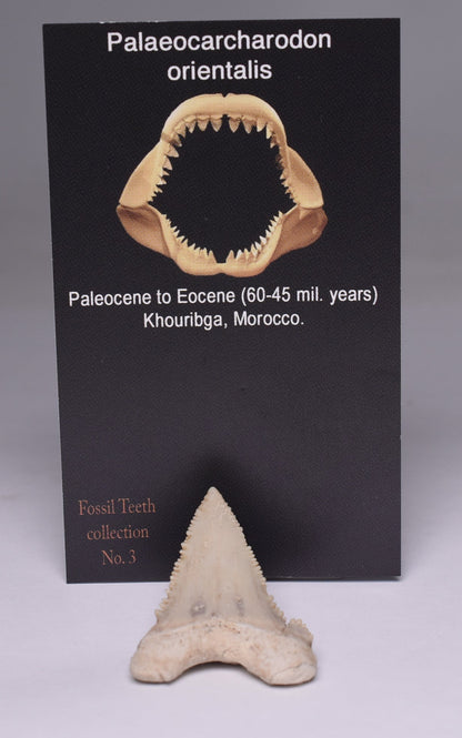 PALAEOCARCHARODON FOSSIL SHARK T00TH F524