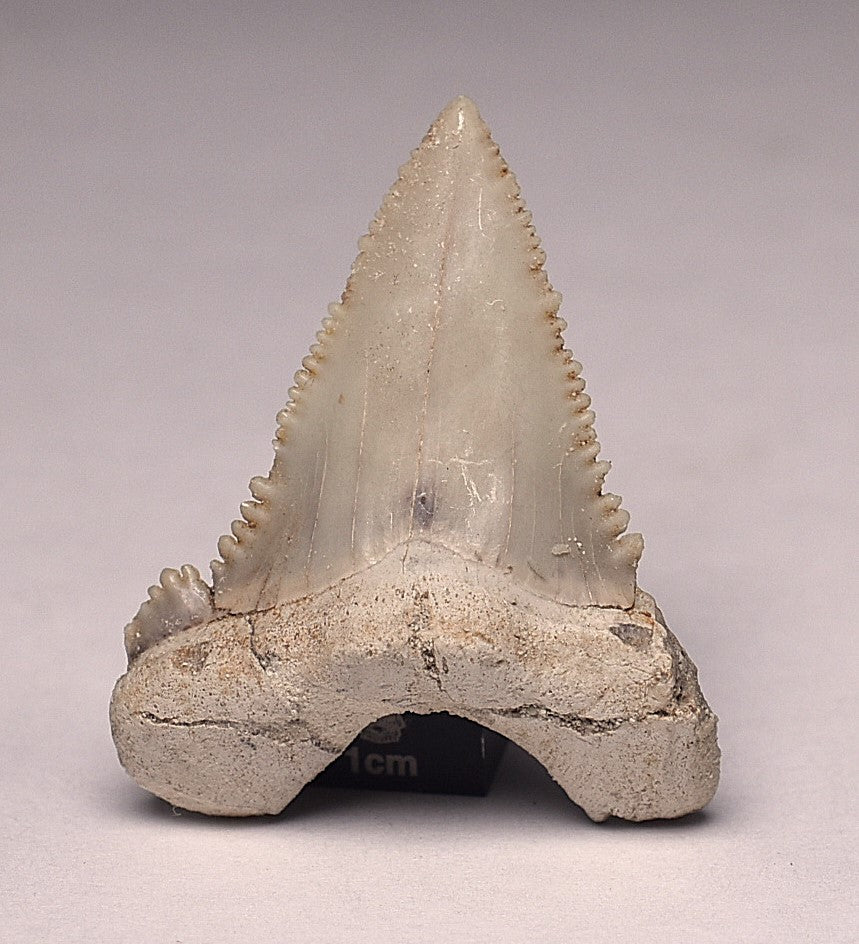 PALAEOCARCHARODON FOSSIL SHARK T00TH F524