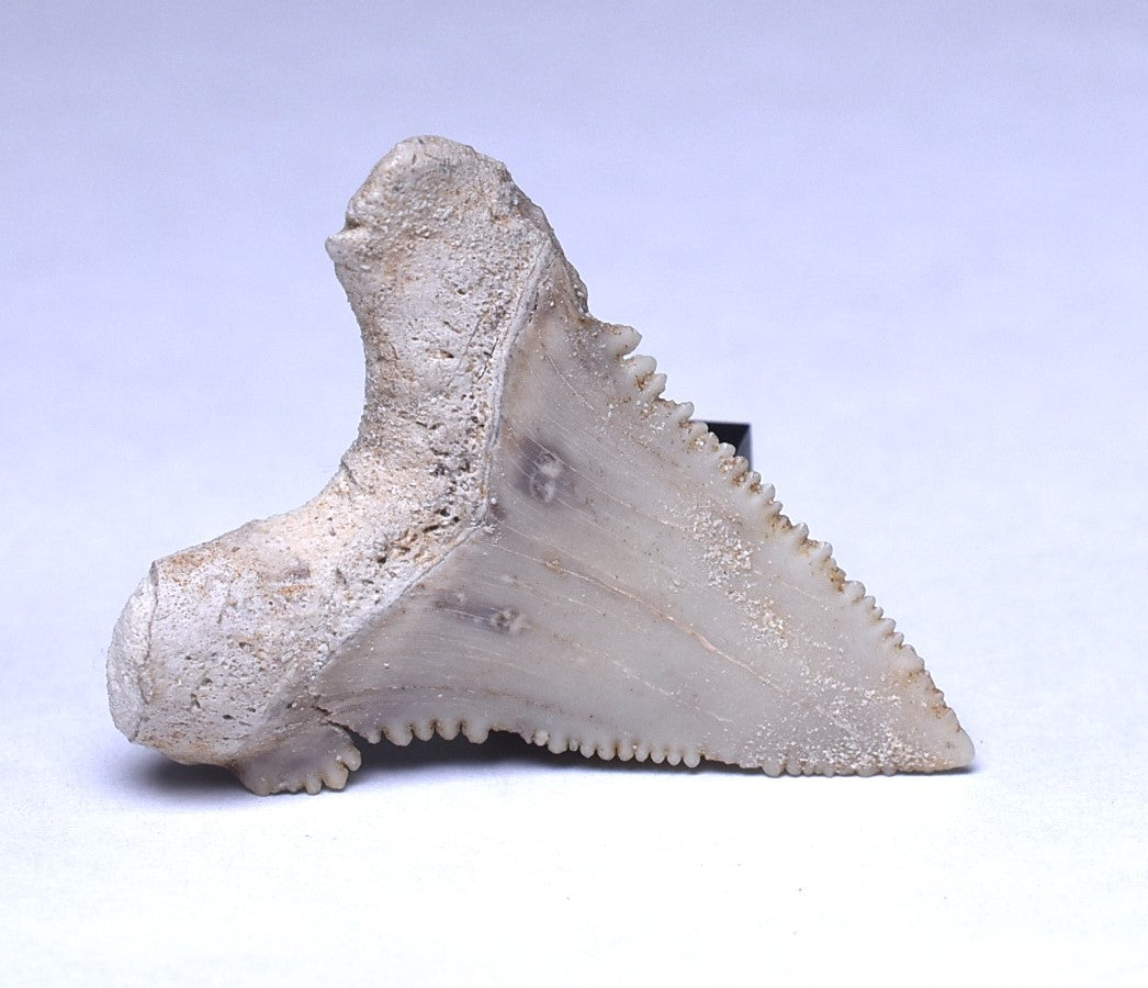 PALAEOCARCHARODON FOSSIL SHARK T00TH F524