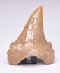 PALAEOCARCHARODON FOSSIL SHARK T00TH F525