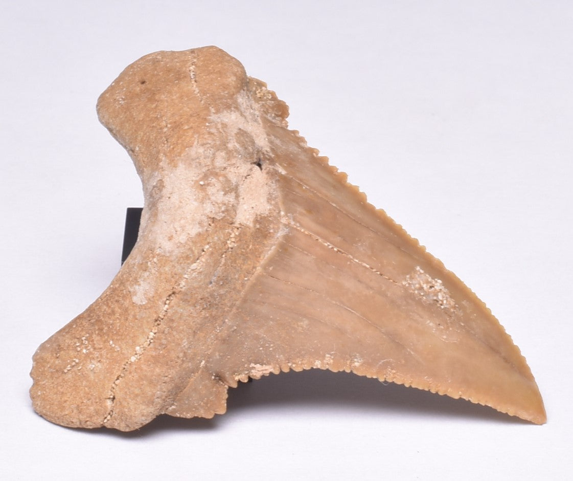 PALAEOCARCHARODON FOSSIL SHARK T00TH F525