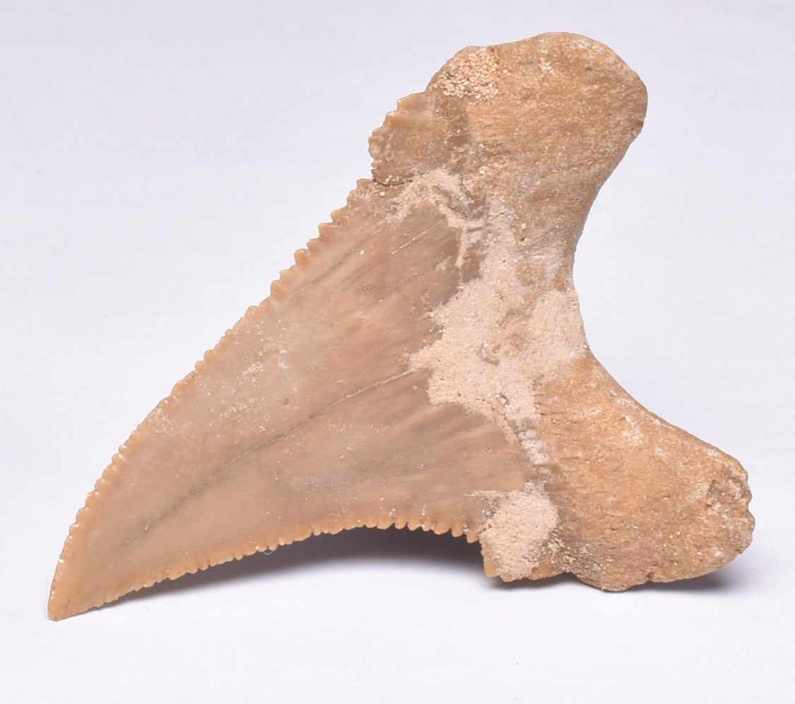 PALAEOCARCHARODON FOSSIL SHARK T00TH F525