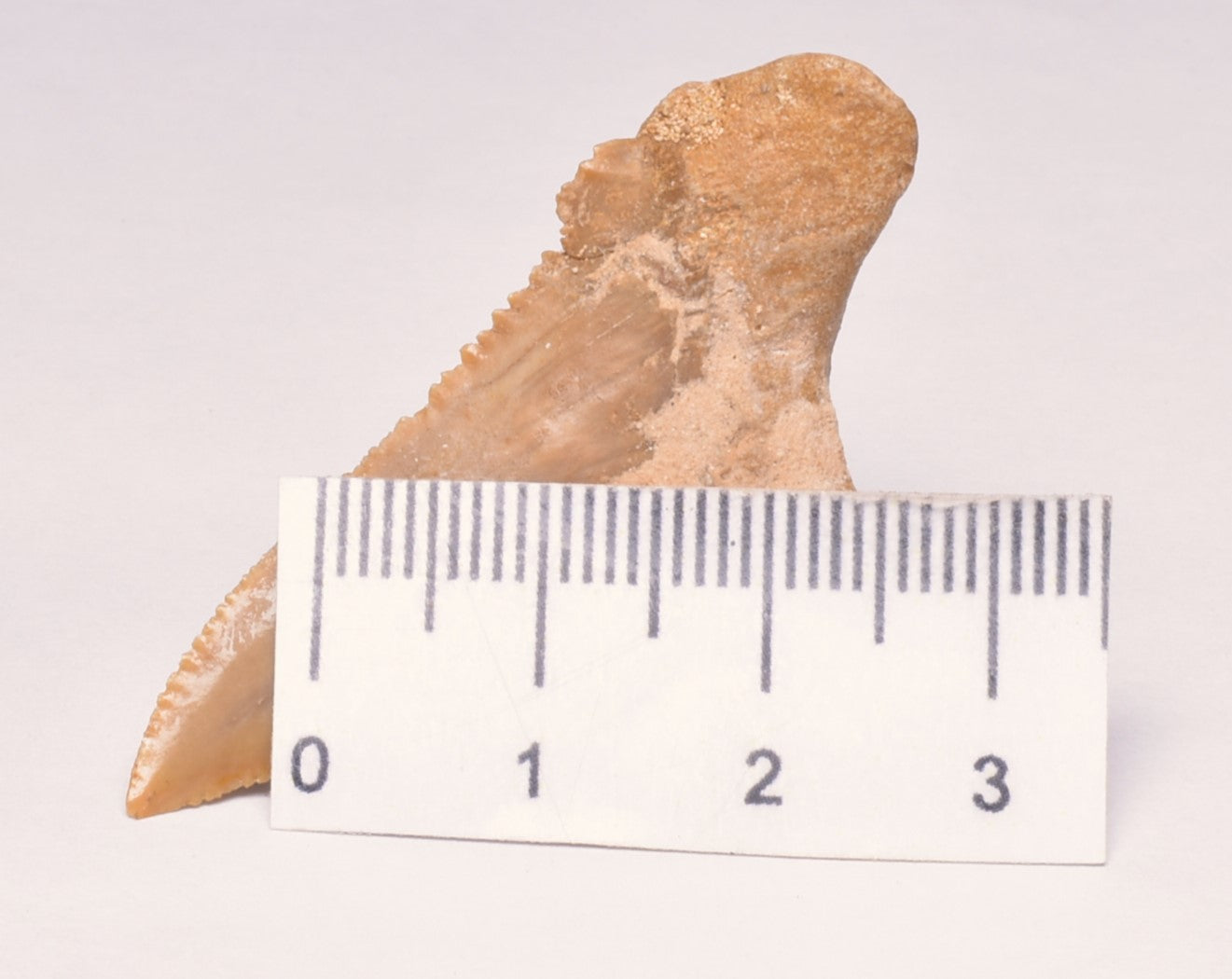 PALAEOCARCHARODON FOSSIL SHARK T00TH F525