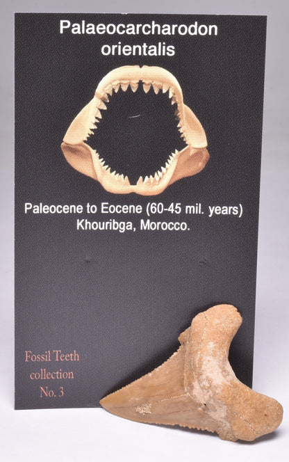 PALAEOCARCHARODON FOSSIL SHARK T00TH F525