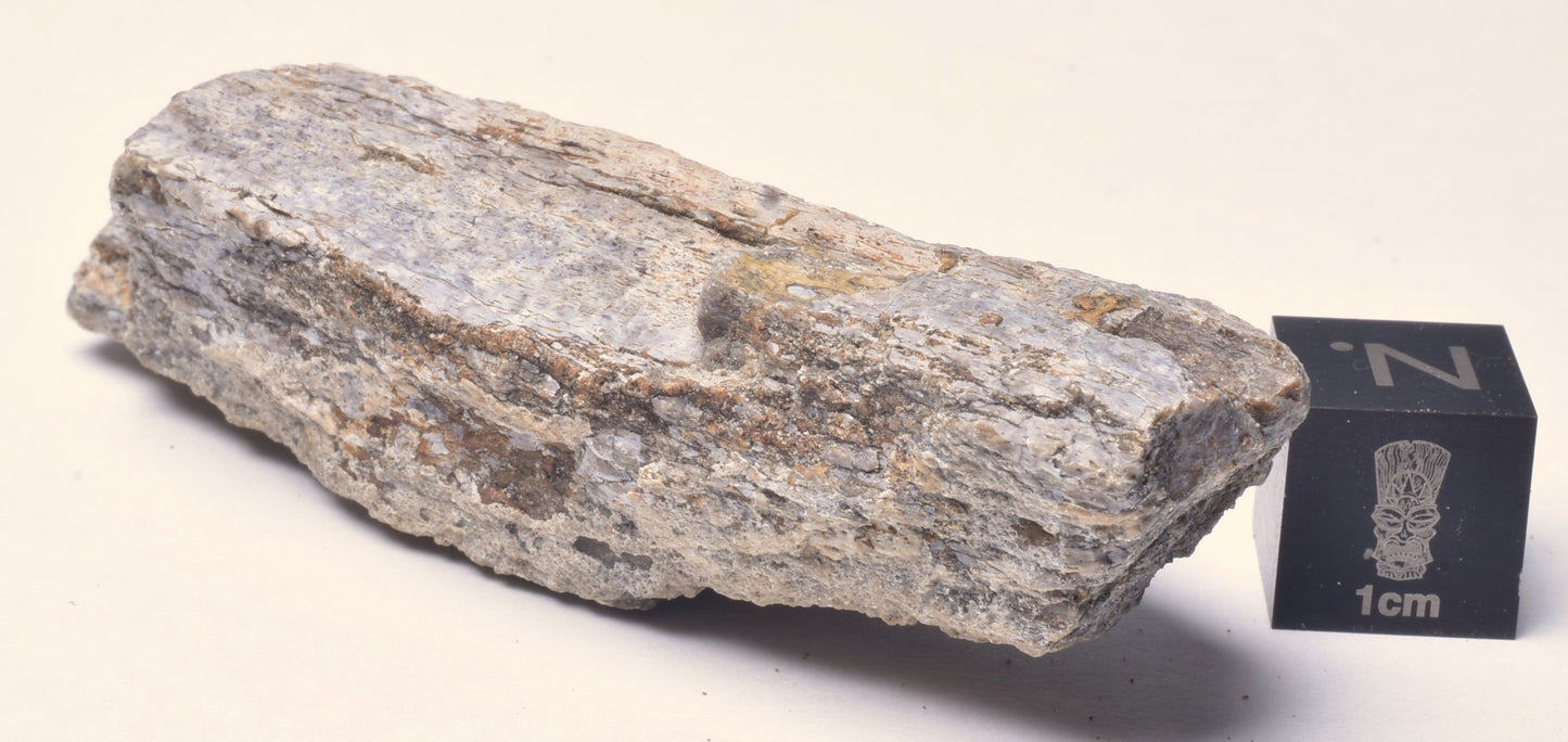 SAUROPOD DINOSAUR BONE FOSSIL F533