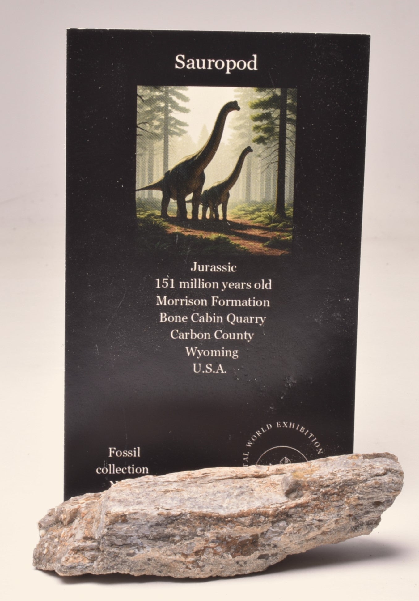 SAUROPOD DINOSAUR BONE FOSSIL F533