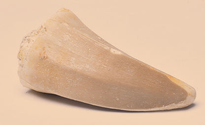 MOSASAURUS ANCEPS TOOTH FOSSIL, F535