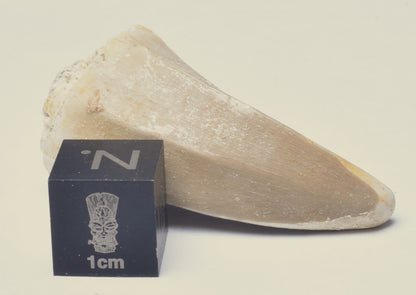 MOSASAURUS ANCEPS TOOTH FOSSIL, F535