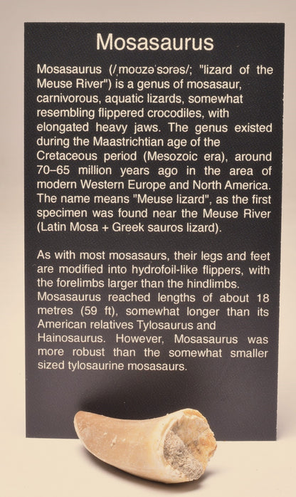 MOSASAURUS ANCEPS TOOTH FOSSIL, F535