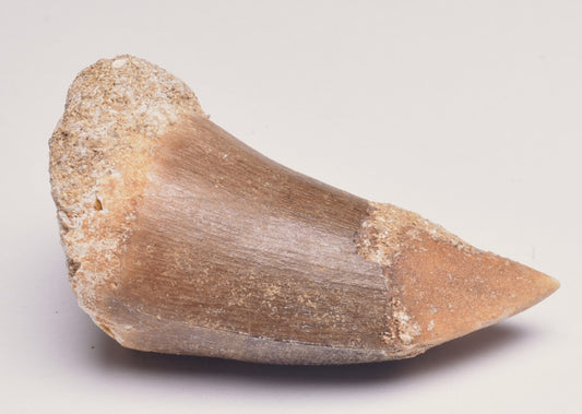 MOSASAURUS ANCEPS TOOTH FOSSIL, F548