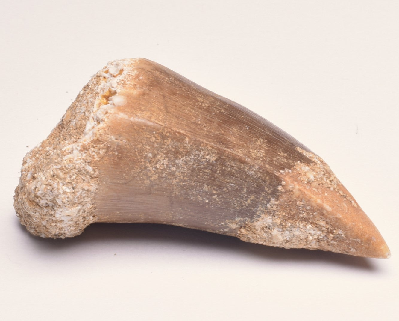 MOSASAURUS ANCEPS TOOTH FOSSIL, F548