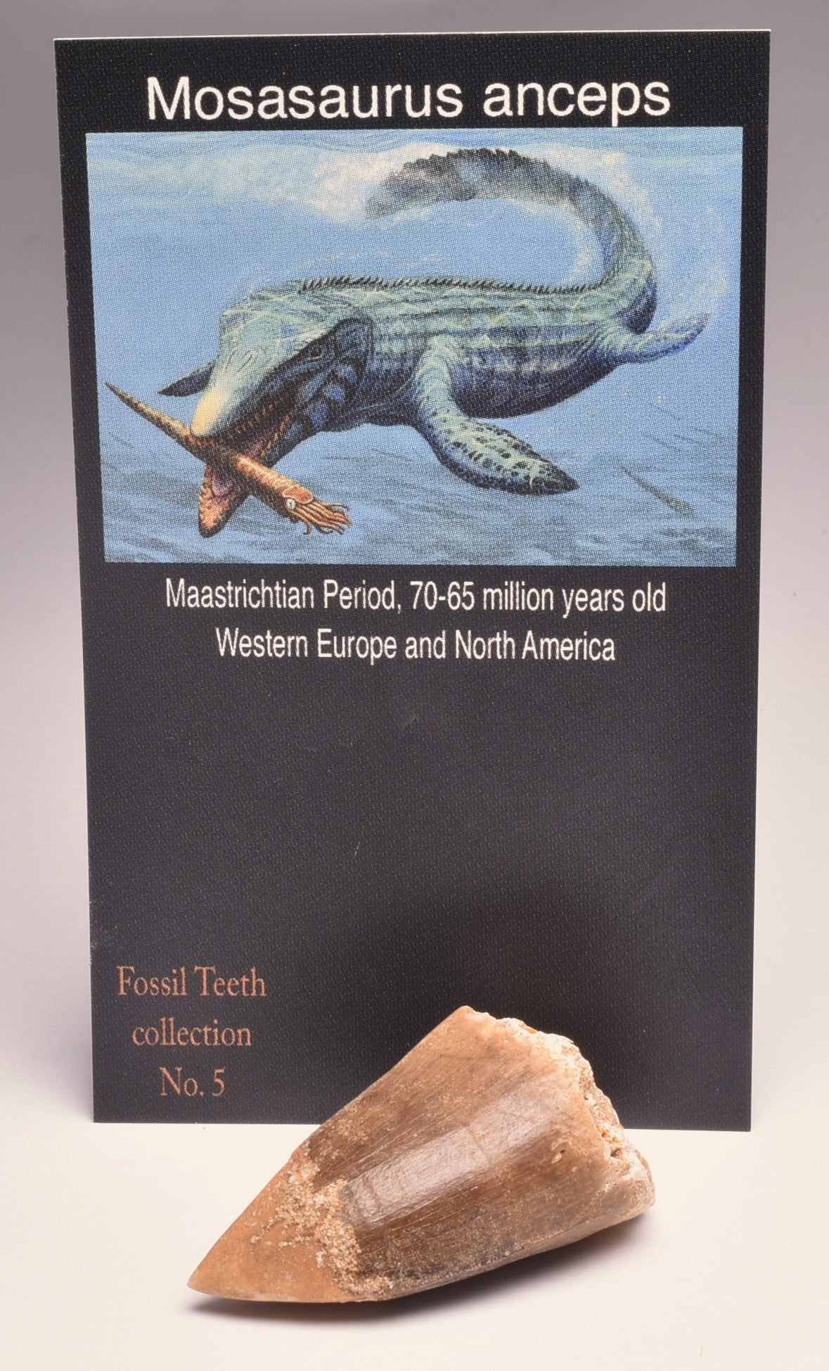 MOSASAURUS ANCEPS TOOTH FOSSIL, F548