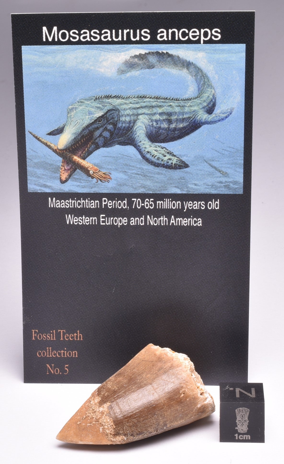 MOSASAURUS ANCEPS TOOTH FOSSIL, F548