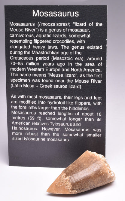 MOSASAURUS ANCEPS TOOTH FOSSIL, F548