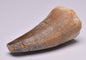 MOSASAURUS ANCEPS TOOTH FOSSIL, F550