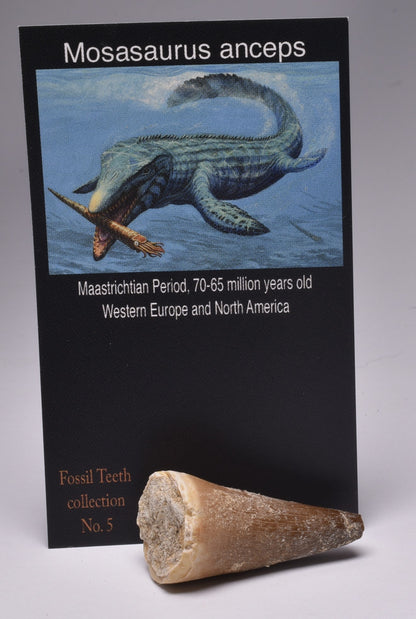 MOSASAURUS ANCEPS TOOTH FOSSIL, F550