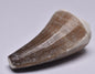 MOSASAURUS ANCEPS TOOTH FOSSIL, F552