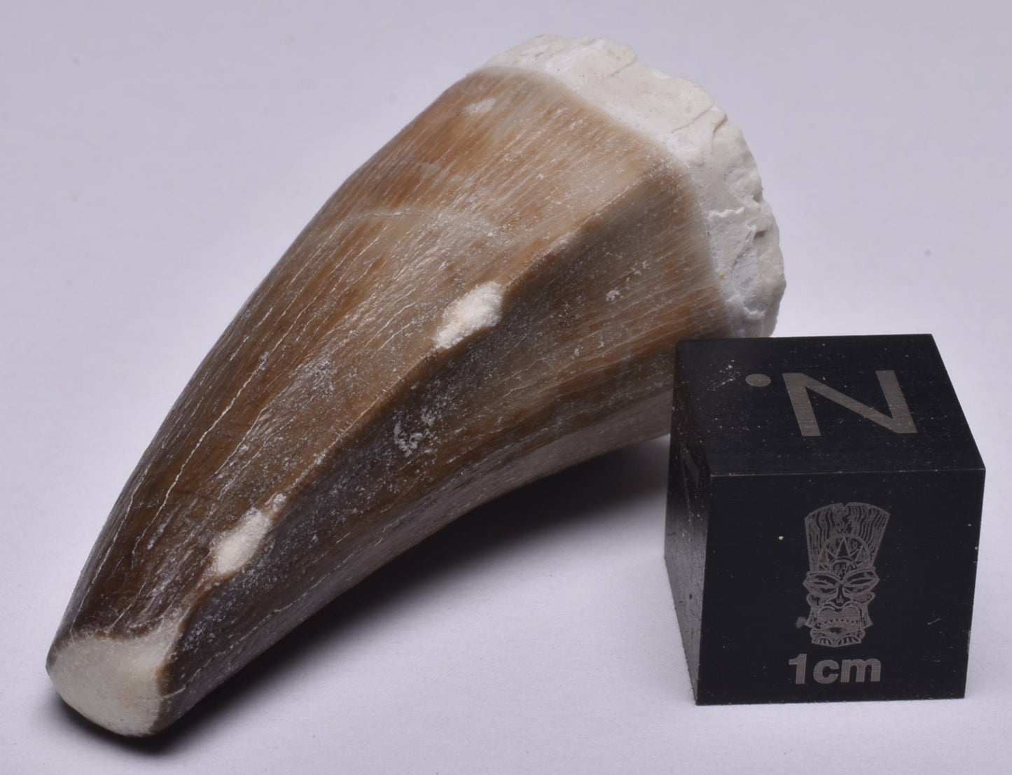 MOSASAURUS ANCEPS TOOTH FOSSIL, F552