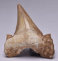 FOSSIL SHARK TOOTH OTODUS OBLIQUUS F554