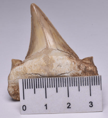 FOSSIL SHARK TOOTH OTODUS OBLIQUUS F554