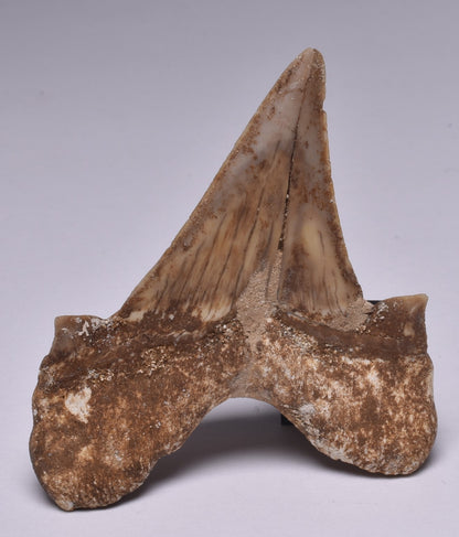 FOSSIL SHARK TOOTH OTODUS OBLIQUUS F554