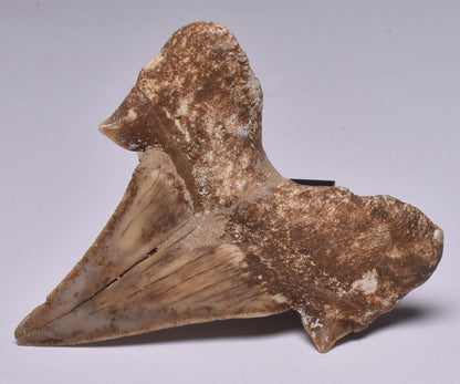 FOSSIL SHARK TOOTH OTODUS OBLIQUUS F554