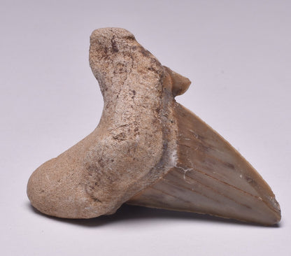 FOSSIL SHARK TOOTH OTODUS OBLIQUIS F555