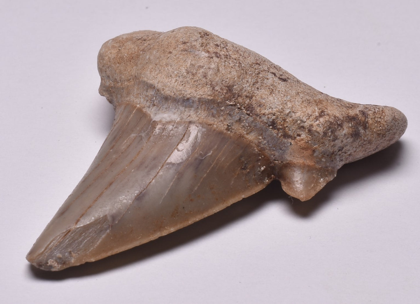 FOSSIL SHARK TOOTH OTODUS OBLIQUIS F555