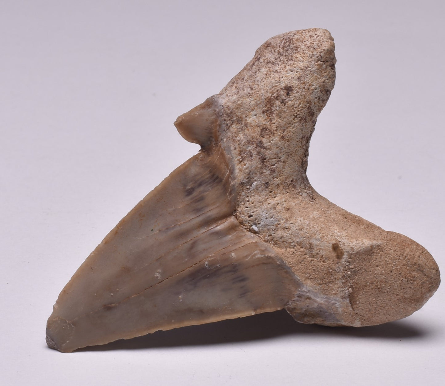 FOSSIL SHARK TOOTH OTODUS OBLIQUIS F555