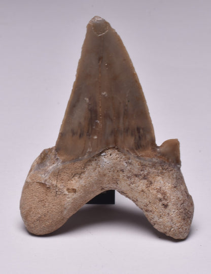 FOSSIL SHARK TOOTH OTODUS OBLIQUIS F555