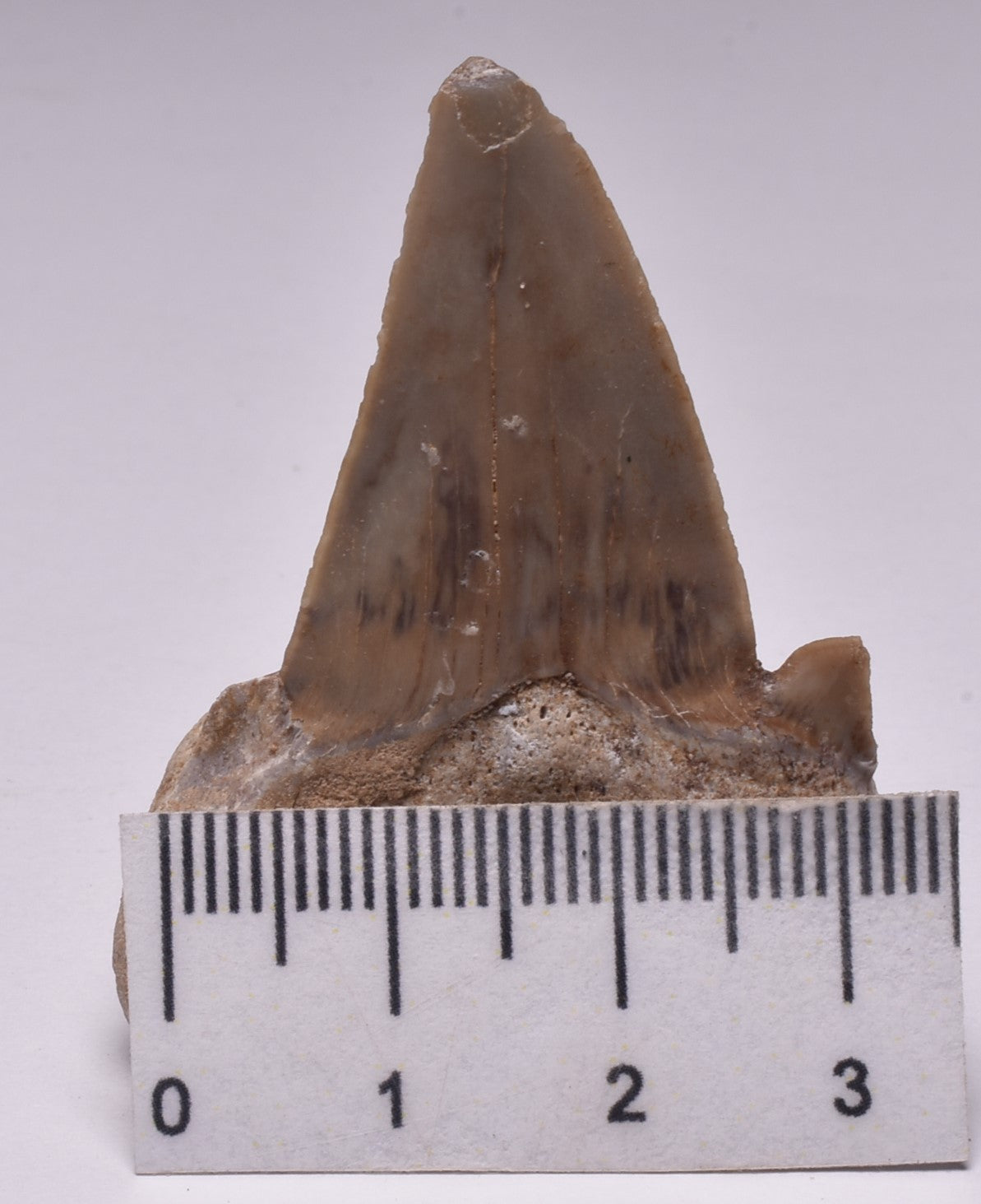 FOSSIL SHARK TOOTH OTODUS OBLIQUIS F555