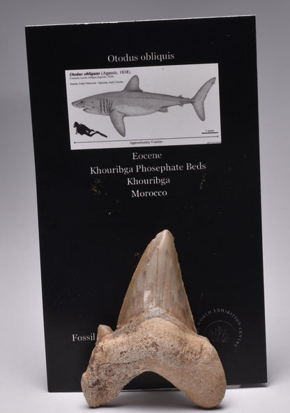 FOSSIL SHARK TOOTH OTODUS OBLIQUIS F555