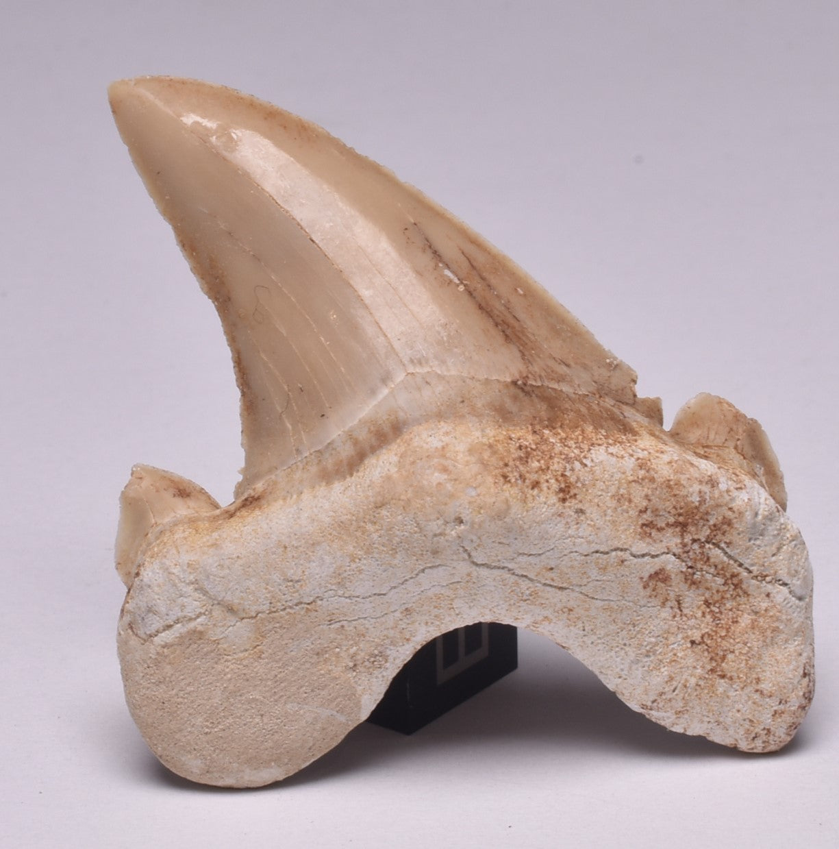 FOSSIL SHARK TOOTH OTODUS OBLIQUIS F557