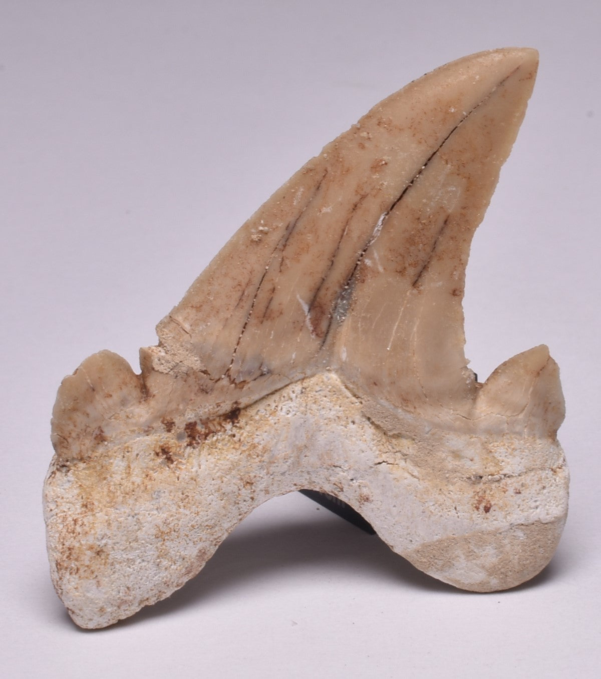 FOSSIL SHARK TOOTH OTODUS OBLIQUIS F557