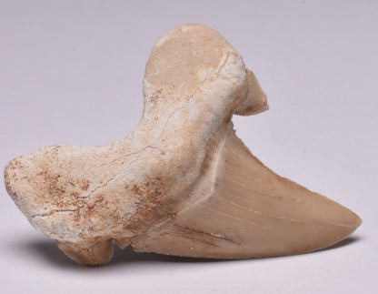 FOSSIL SHARK TOOTH OTODUS OBLIQUIS F557